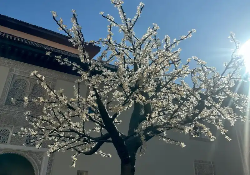 Arbre lumineux — photo
