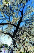 Arbre fleuri